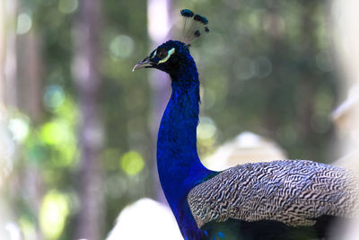 Close-up of a peacock