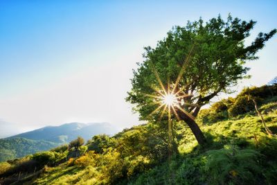 Trees on landscape against sky