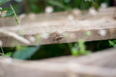 Close-up of spider