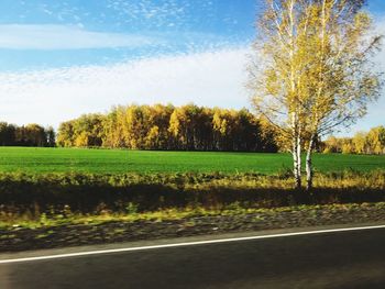 Trees on field by road against sky