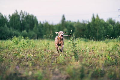 Dog in a field