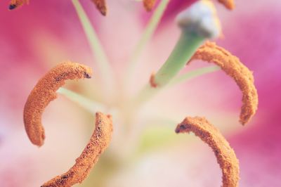 Close-up of pink flowers