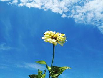 Low angle view of flowering plant against blue sky