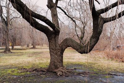 Bare tree on landscape