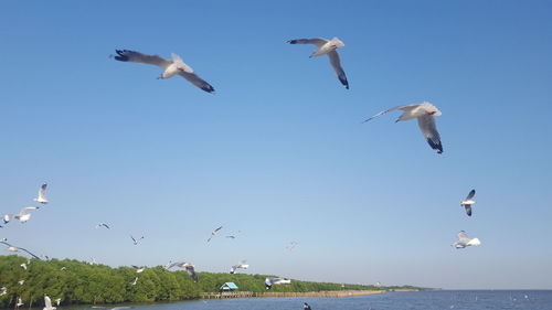 Seagulls flying over sea against clear sky