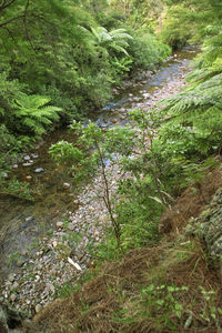 High angle view of trees in forest