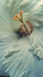 Close-up of flower