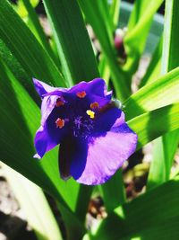 Close-up of purple flower