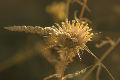 nature