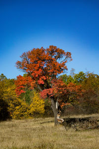 Autumn tree on field against clear blue sky