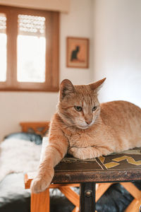 Cat sitting on bed at home