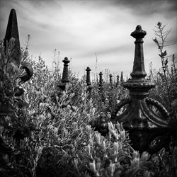 Plants against sky