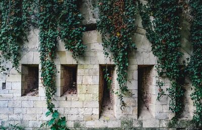 Ivy growing on building wall