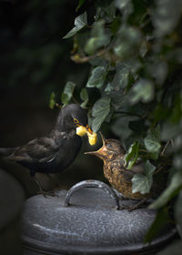 Close-up of birds eating food