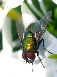 Close-up of insect on leaf