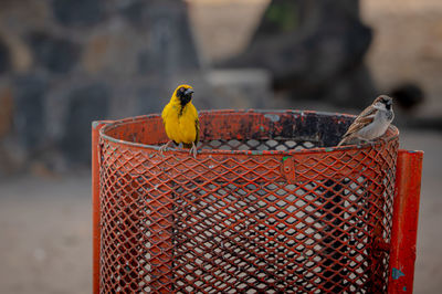 Male yellow weaver bird and male house sparrow perched on rubbish bin, tamarin, mauritius, africa