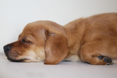 Close-up of a dog resting