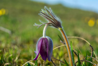 Close-up of purple flowering plant on field