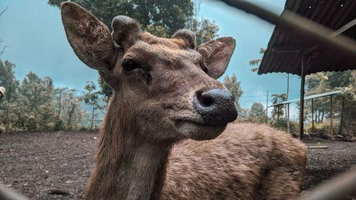 Close-up of deer