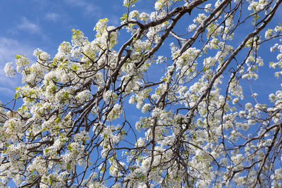 Low angle view of cherry blossoms against blue sky