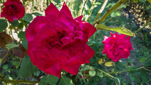 Close-up of pink flowers