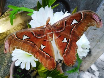 Close-up of butterfly on plant