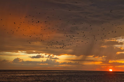 Flock of birds flying over sea during sunset