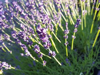 Close-up of lavender flowers blooming outdoors