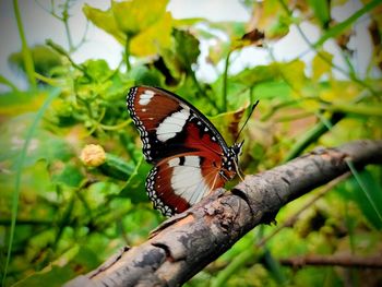 Close-up of butterfly on plant