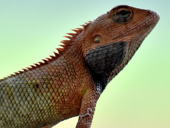 Close-up of lizard against clear sky