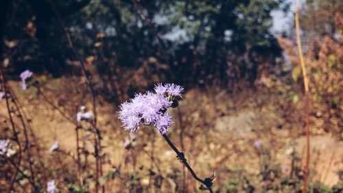 Close-up of fresh flower blooming in field