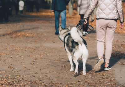 Low section of man with dog walking on street