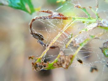 Close-up of spider on web