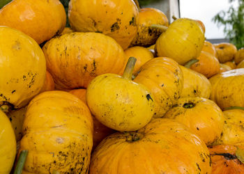 Bright picture with yellow and orange pumpkins, pumpkin stack on wooden boards, pumpkin close-up