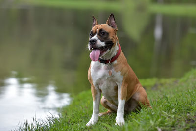 Dog looking away on field