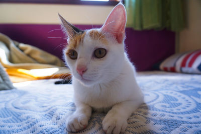 Close-up portrait of cat lying on bed