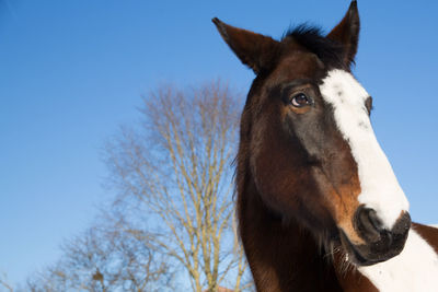 Close-up portrait of horse against clear sky