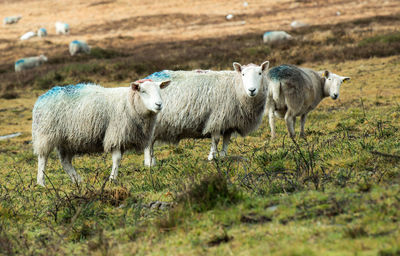 Sheep on field