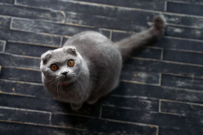 Close-up portrait of a cat on wood