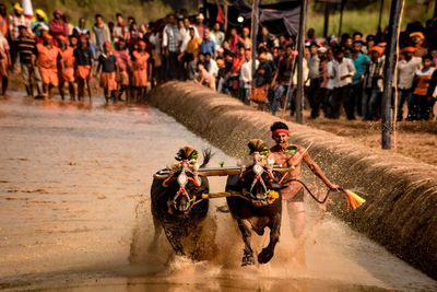 Man riding buffaloes in lake