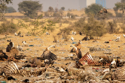 Flock of birds on field