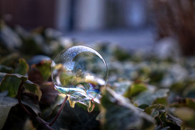 Close-up of bubbles