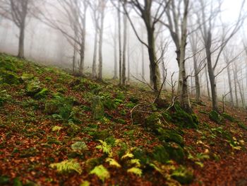 Plants and trees in forest