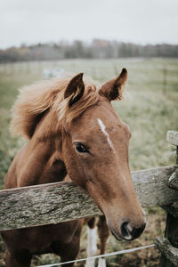 Close-up of horse in ranch