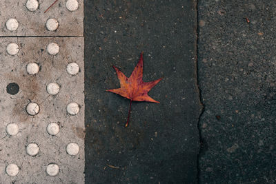 High angle view of maple leaf on footpath paris 