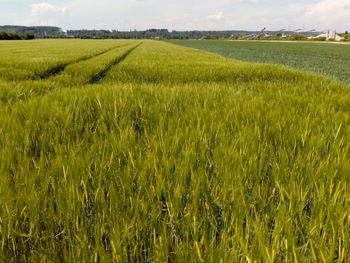 Scenic view of agricultural field