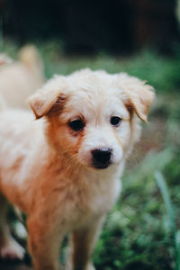 Portrait of dog sticking out tongue