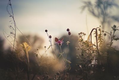 Close-up of pink flowering plants on field against sky