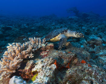 Fishes swimming in sea
