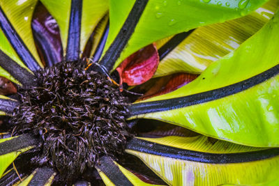 Close-up of honey bee on flower